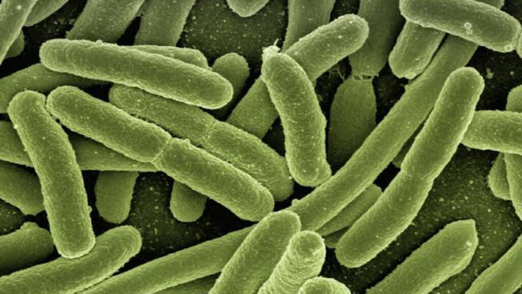 colonia de bactérias causadoras da acne no microscópio