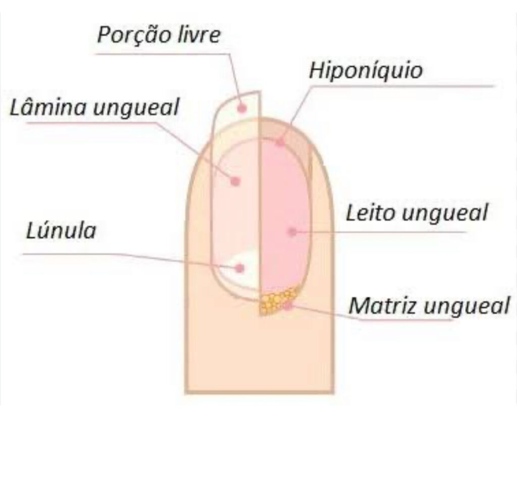 esquema da unha